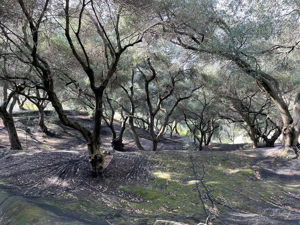 Land in Corfu, Corfu Prefecture, Greece – 56994