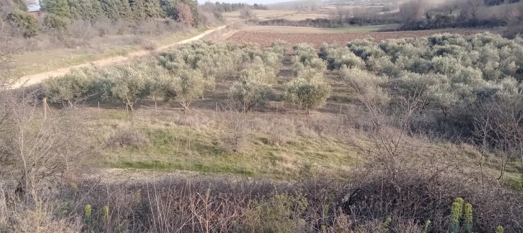 Land in Chrisoupoli, Kavala Prefecture, Greece – 56859