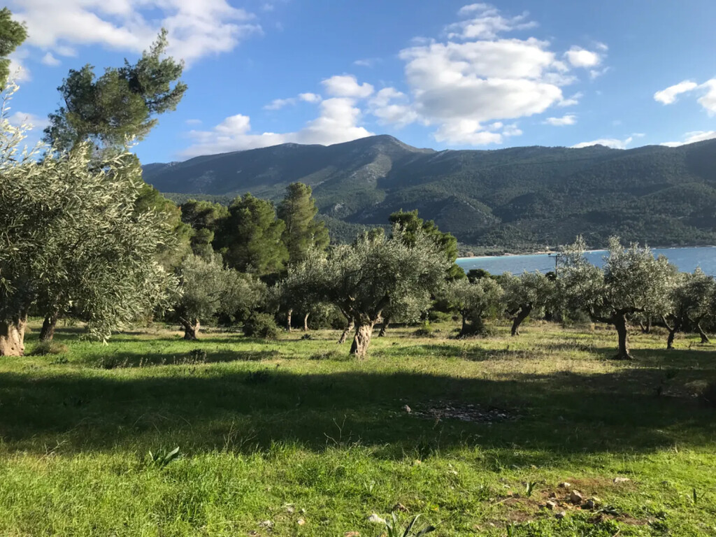 Land in Vilia, Rest Of Attica, Greece – 56755