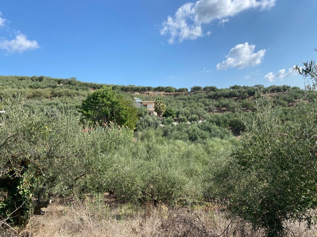 Land in Platanias, Chania Prefecture, Greece – 56754