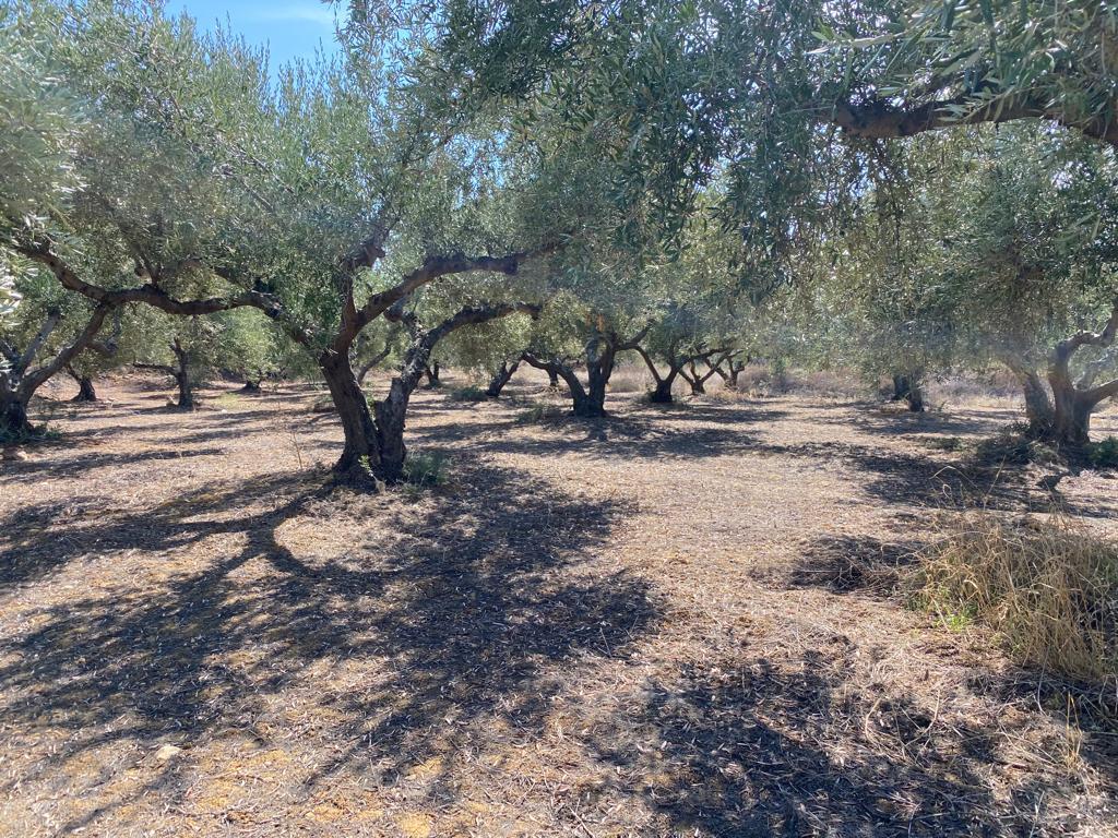 Land in Platanias, Chania Prefecture, Greece – 56752