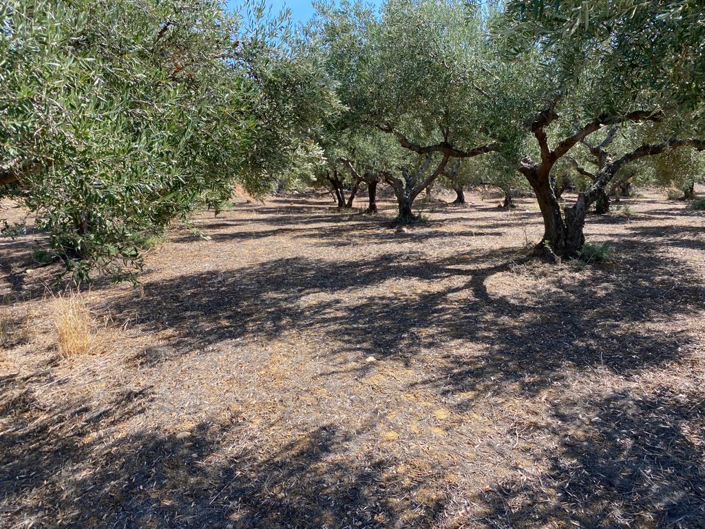 Land in Platanias, Chania Prefecture, Greece – 56752