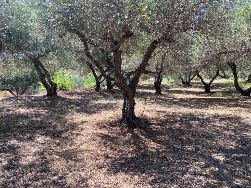 Land in Vamos, Chania Prefecture, Greece – 56610