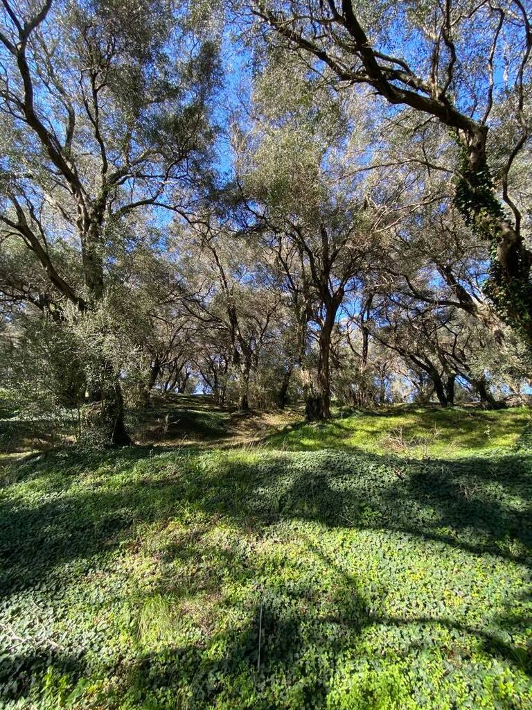 Land in Corfu, Corfu Prefecture, Greece – 56513