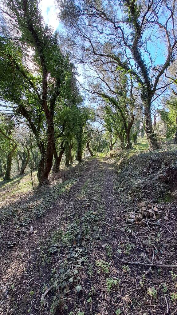 Land in Corfu, Corfu Prefecture, Greece – 56513