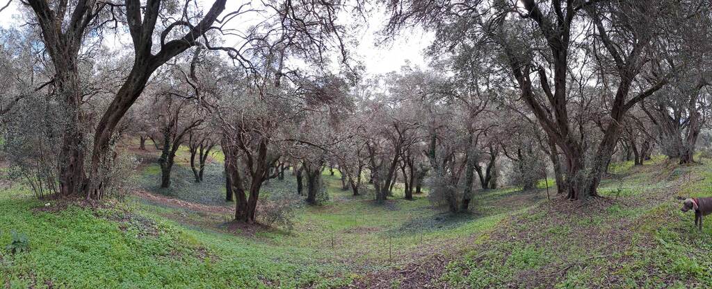 Land in Corfu, Corfu Prefecture, Greece – 56513