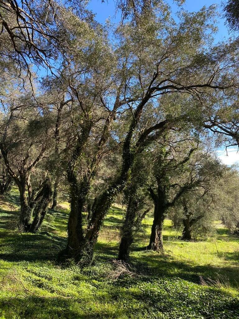 Land in Corfu, Corfu Prefecture, Greece – 56513