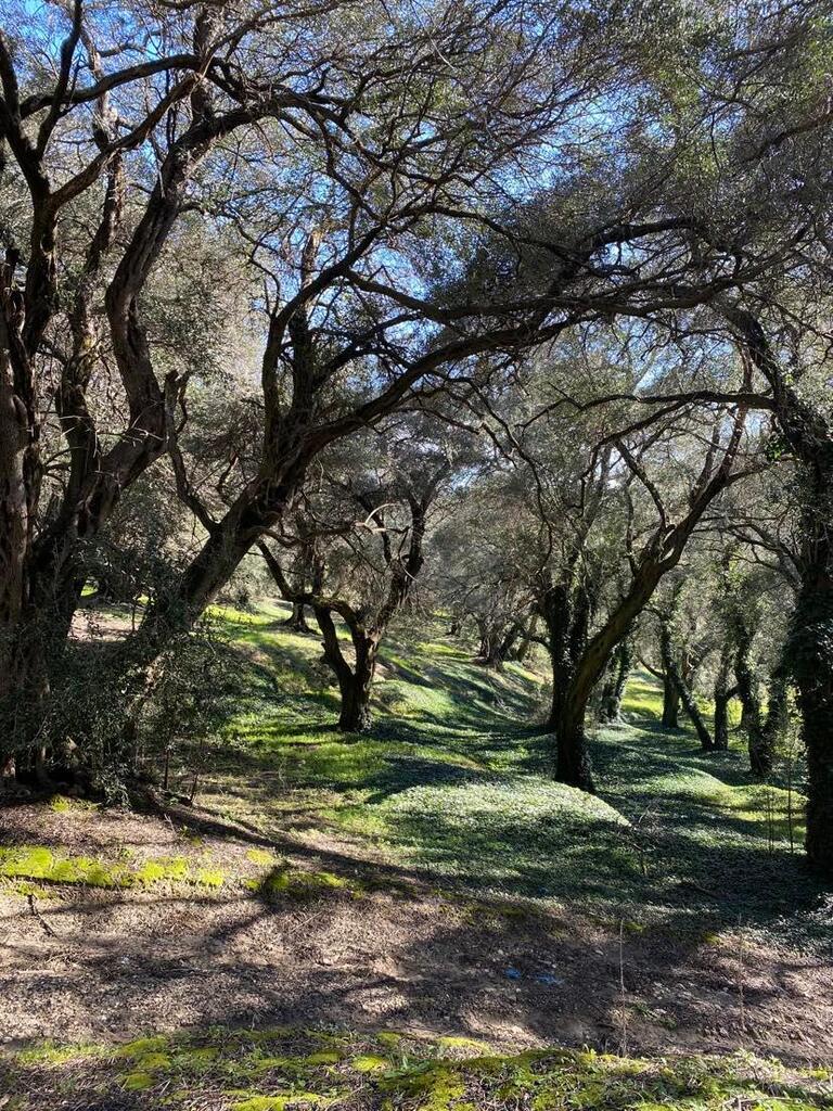 Land in Corfu, Corfu Prefecture, Greece – 56513
