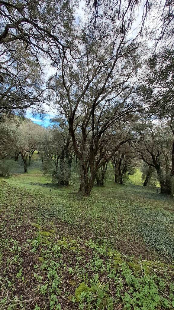 Land in Corfu, Corfu Prefecture, Greece – 56513