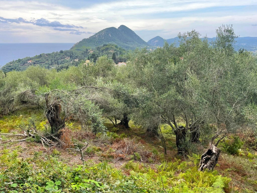 Land in Corfu, Corfu Prefecture, Greece – 56365