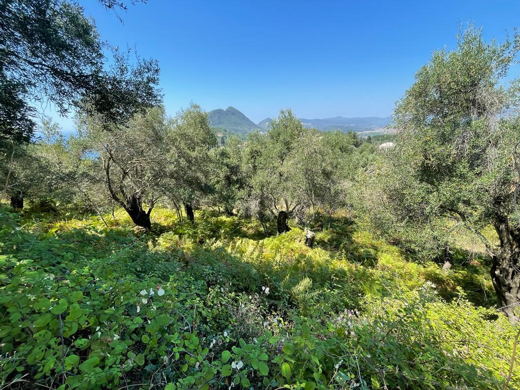 Land in Corfu, Corfu Prefecture, Greece – 56365