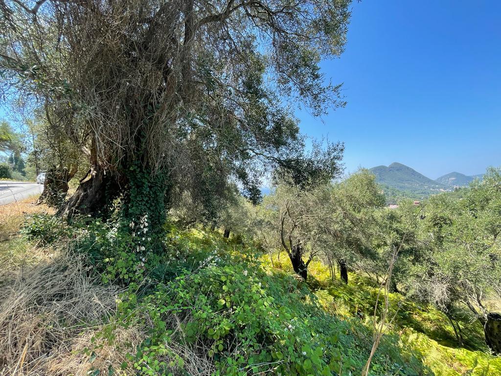 Land in Corfu, Corfu Prefecture, Greece – 56365