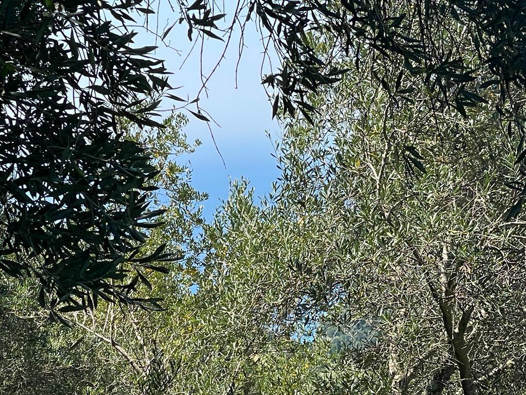 Land in Corfu, Corfu Prefecture, Greece – 56365