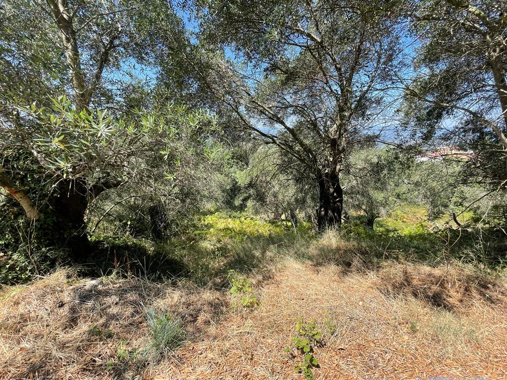 Land in Corfu, Corfu Prefecture, Greece – 56365
