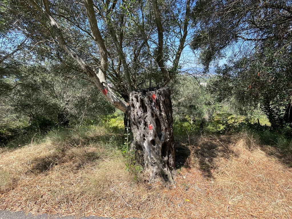 Land in Corfu, Corfu Prefecture, Greece – 56365