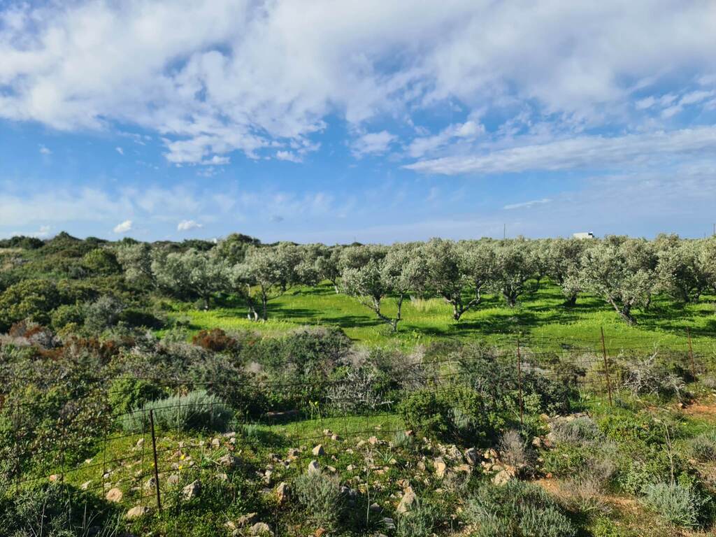 Land in Pelekanos, Chania Prefecture, Greece – 56286