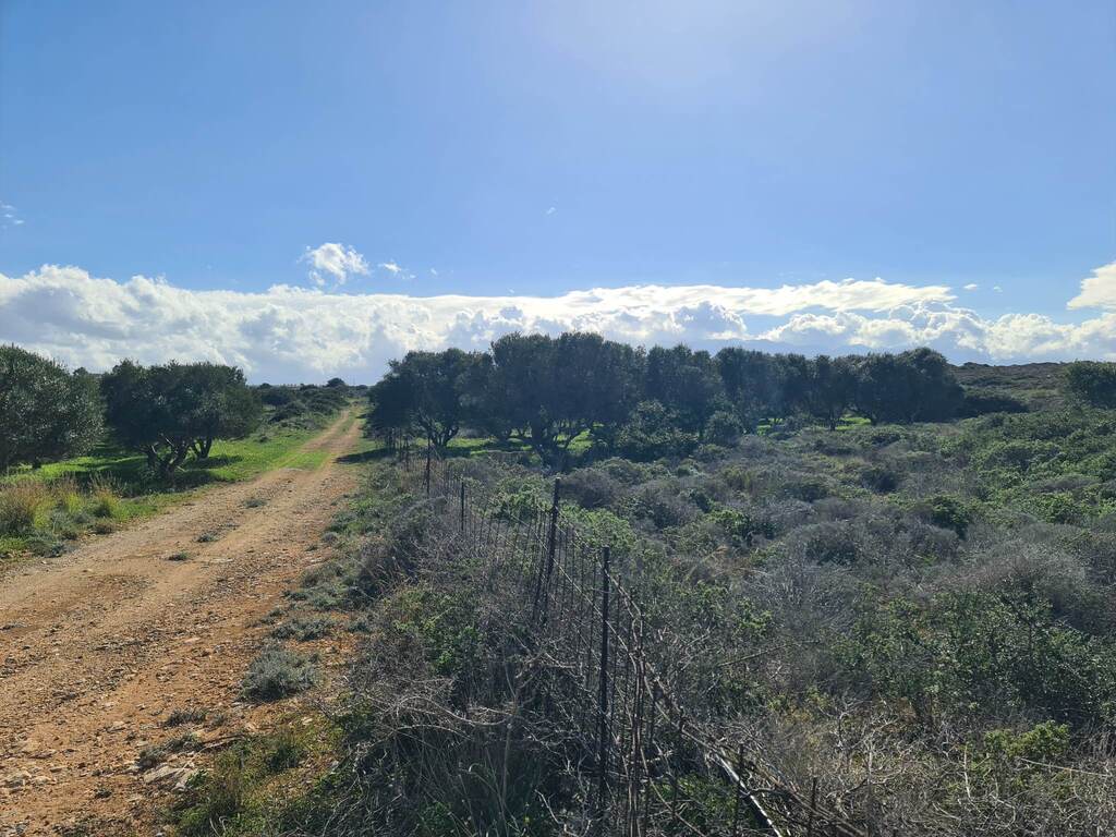 Land in Pelekanos, Chania Prefecture, Greece – 56285