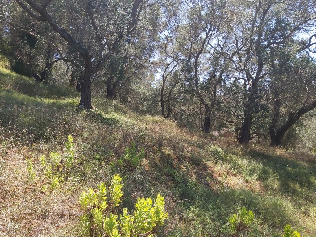 Land in Corfu, Corfu Prefecture, Greece – 56031