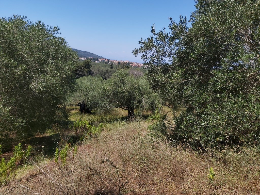 Land in Corfu, Corfu Prefecture, Greece – 56031