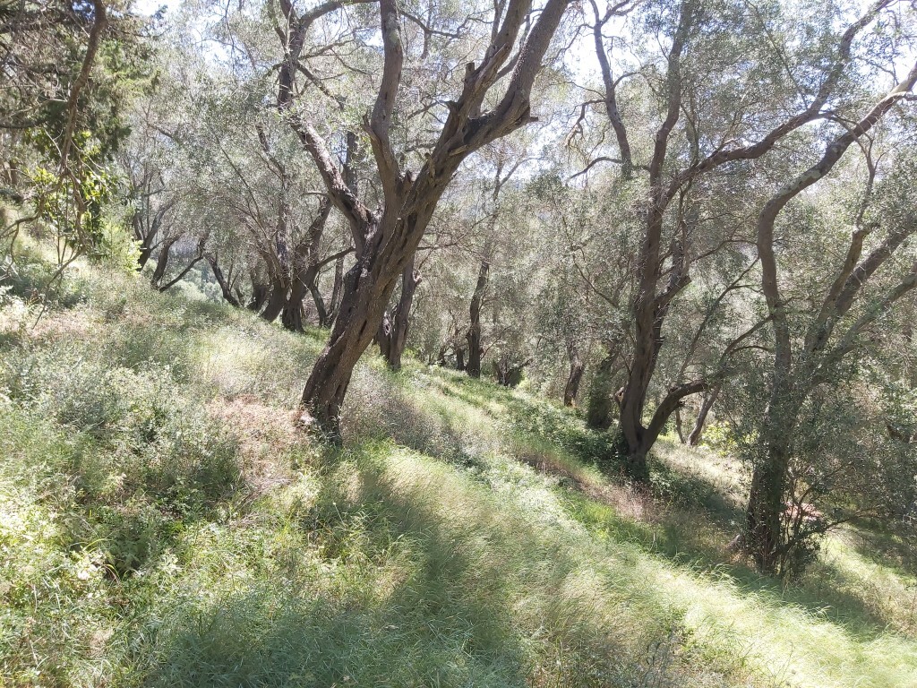 Land in Corfu, Corfu Prefecture, Greece – 56031