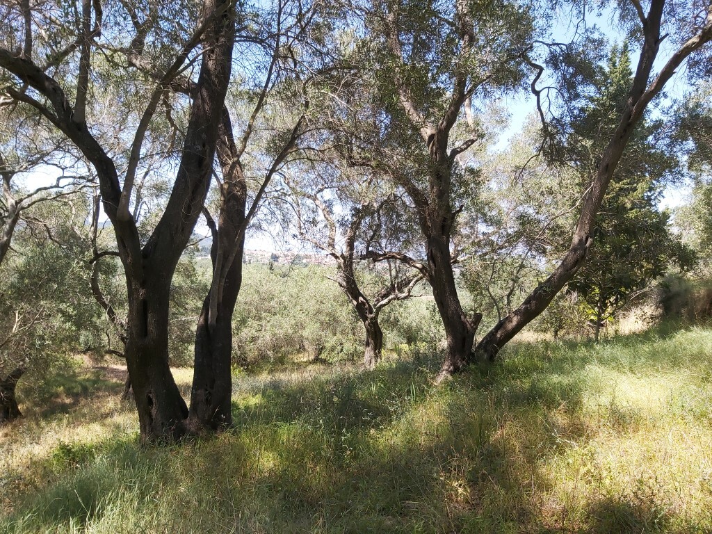 Land in Corfu, Corfu Prefecture, Greece – 56031