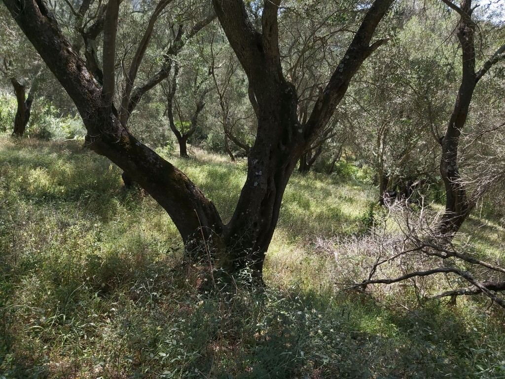 Land in Corfu, Corfu Prefecture, Greece – 56031