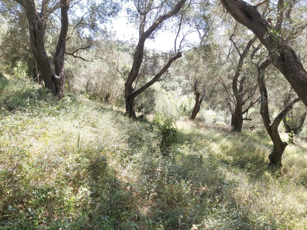 Land in Corfu, Corfu Prefecture, Greece – 56031
