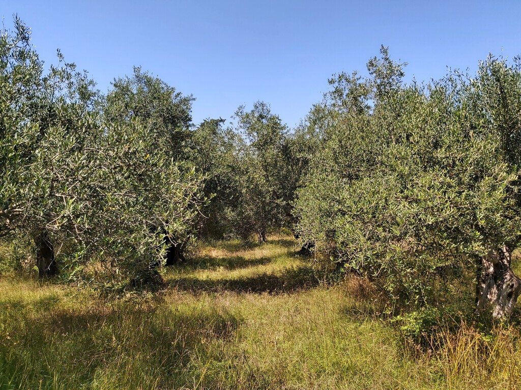 Land in Corfu, Corfu Prefecture, Greece – 56031