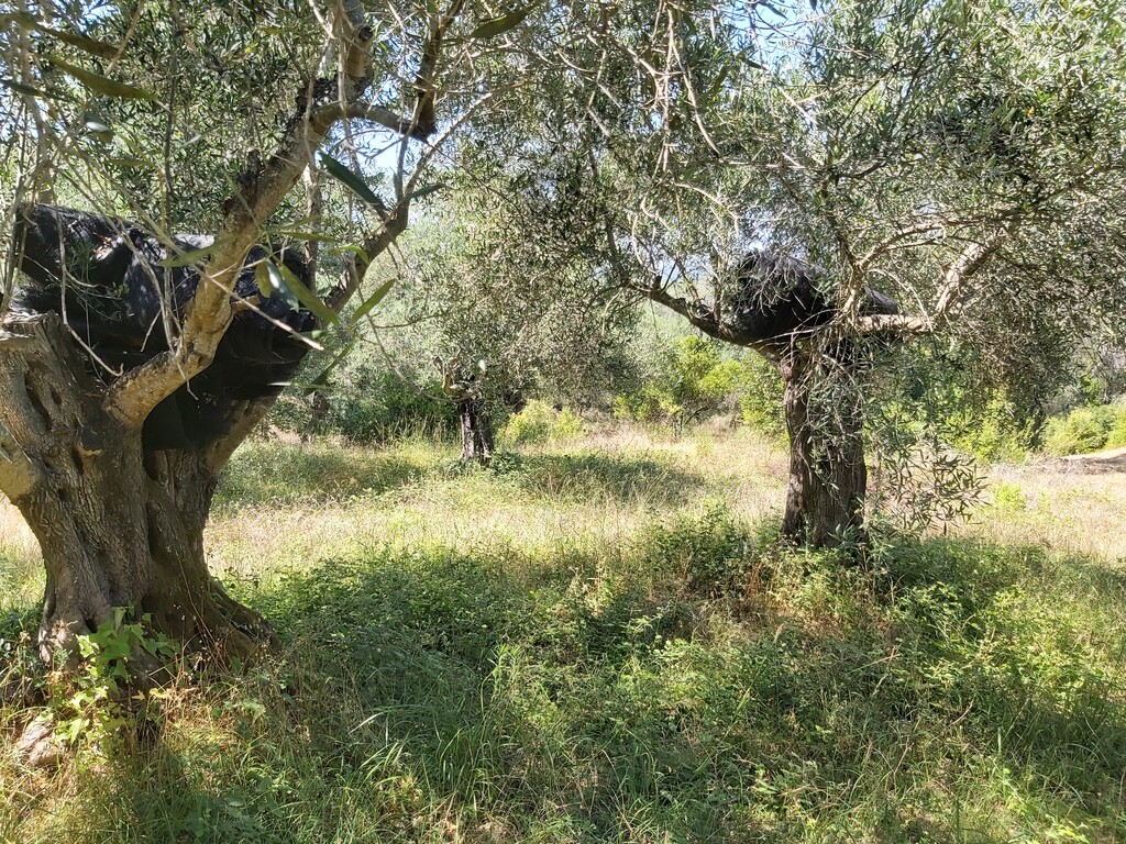 Land in Corfu, Corfu Prefecture, Greece – 56031