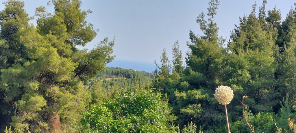 Land in Kassandra, Chalkidiki, Greece – 56029