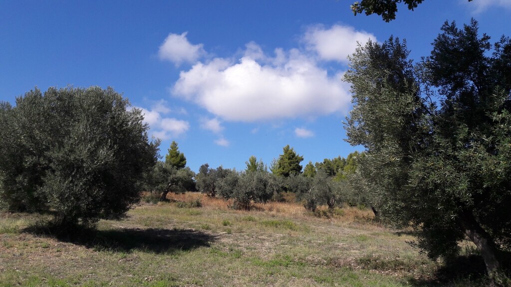 Land in Kassandra, Chalkidiki, Greece – 56029