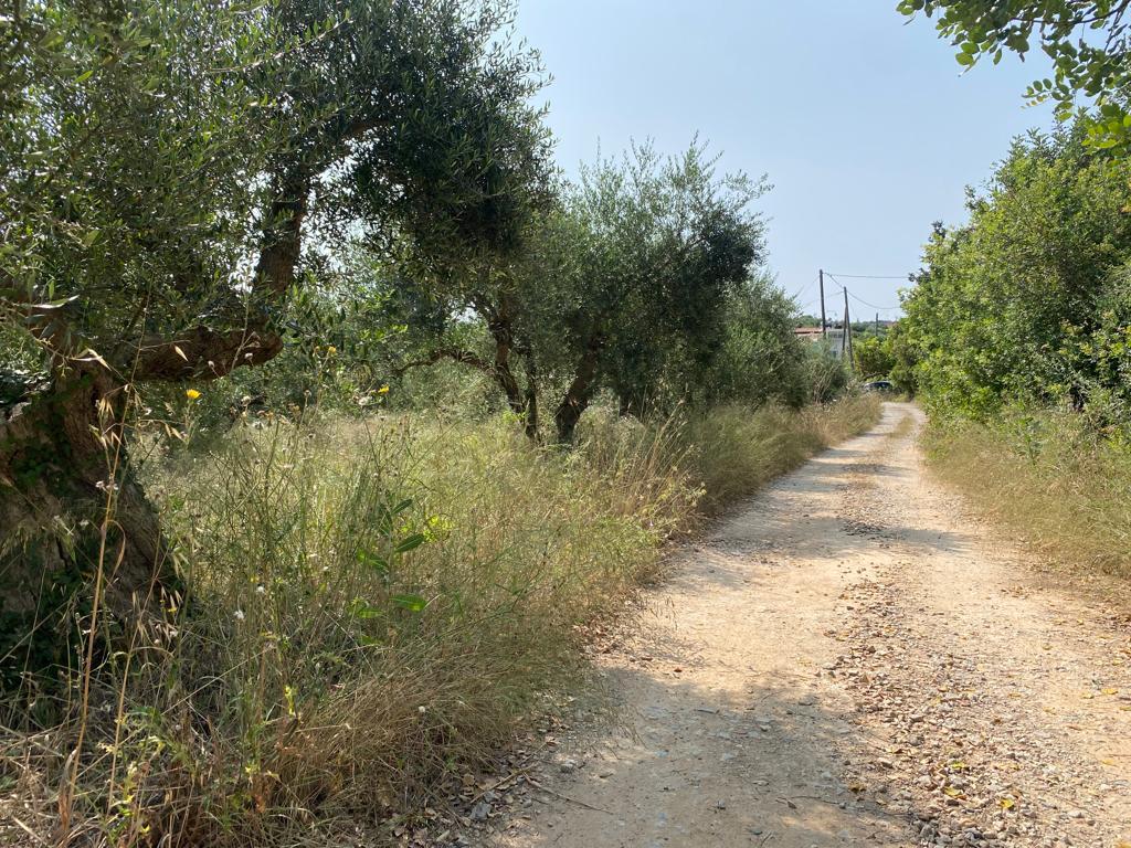 Land in Vamos, Chania Prefecture, Greece – 55956
