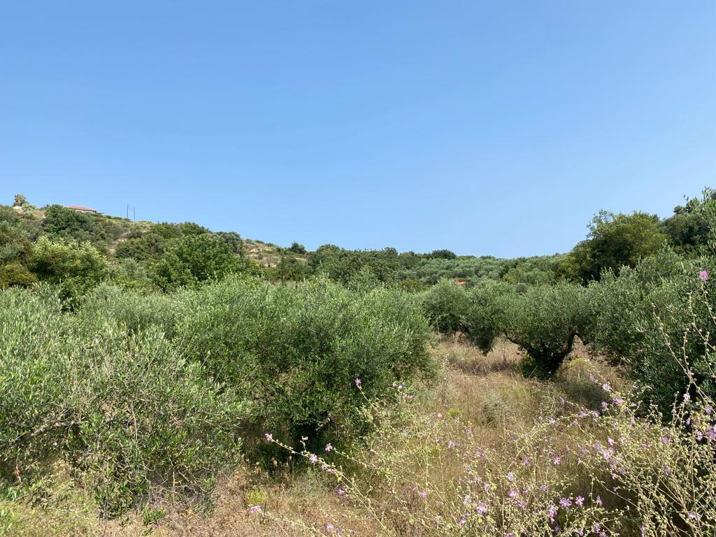 Land in Vamos, Chania Prefecture, Greece – 55956