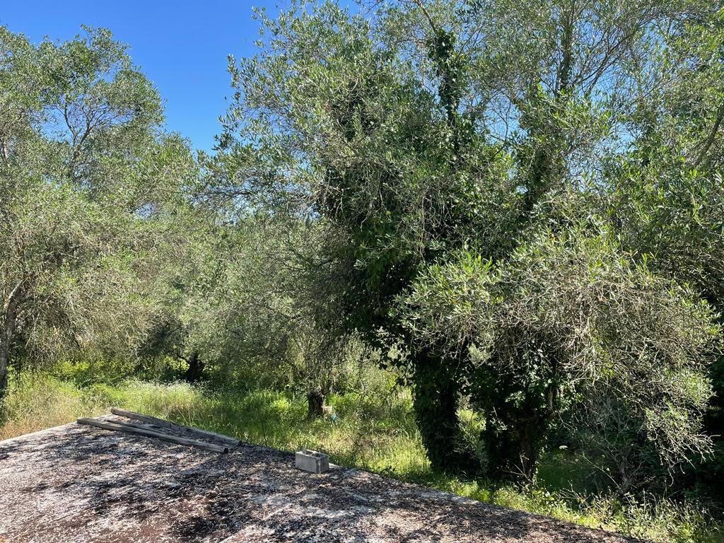 Land in Corfu, Corfu Prefecture, Greece – 54737