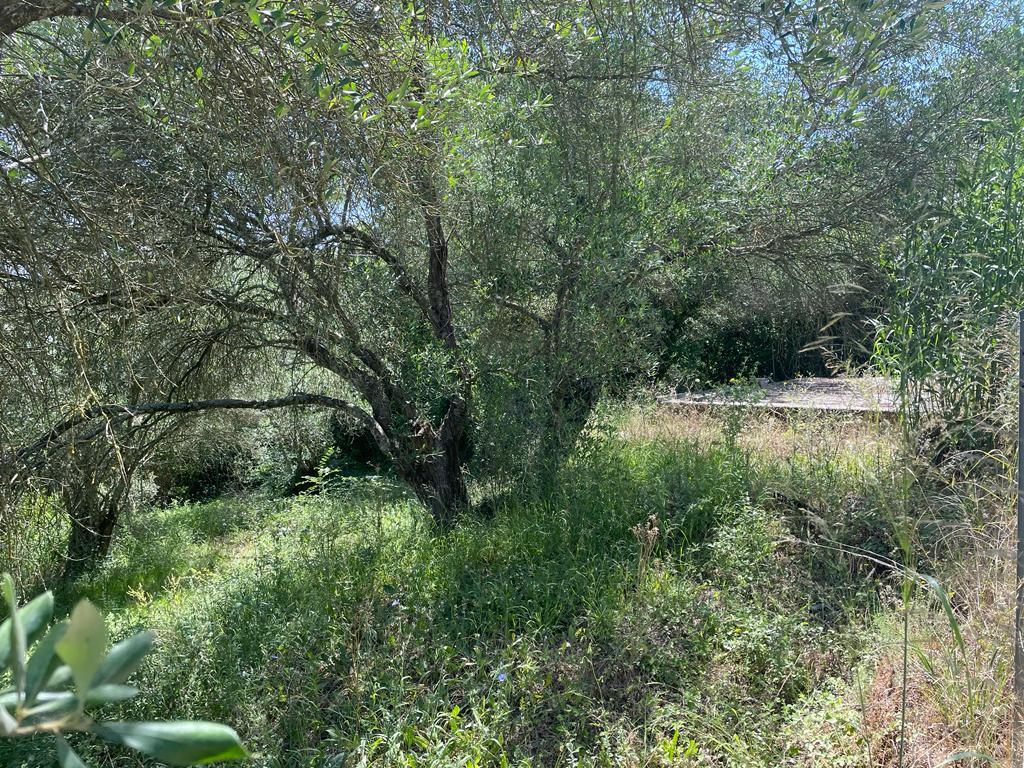 Land in Corfu, Corfu Prefecture, Greece – 54737