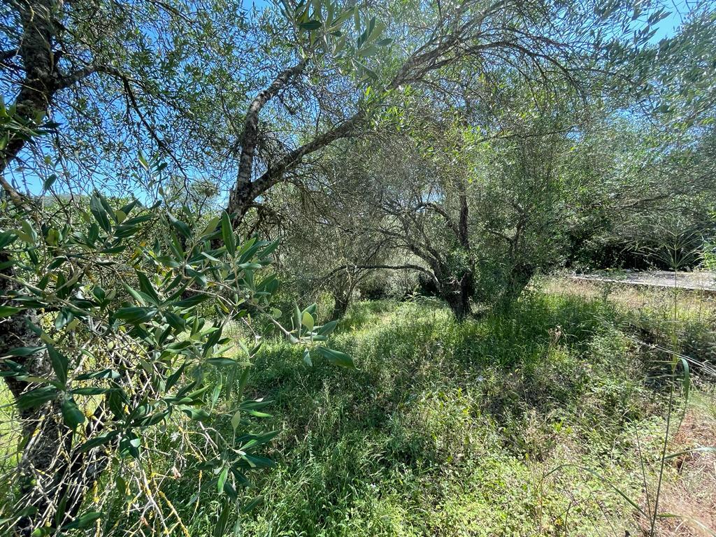 Land in Corfu, Corfu Prefecture, Greece – 54737