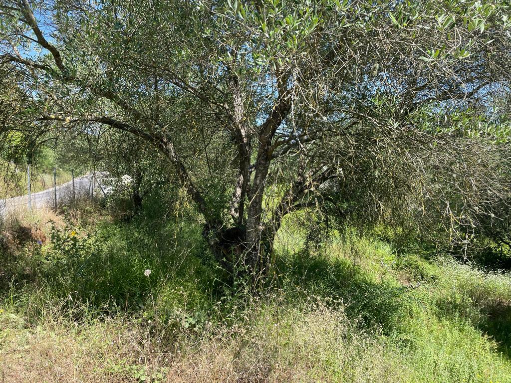 Land in Corfu, Corfu Prefecture, Greece – 54737