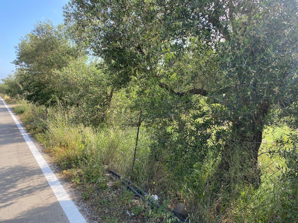 Land in Kolimvari, Chania Prefecture, Greece – 54604