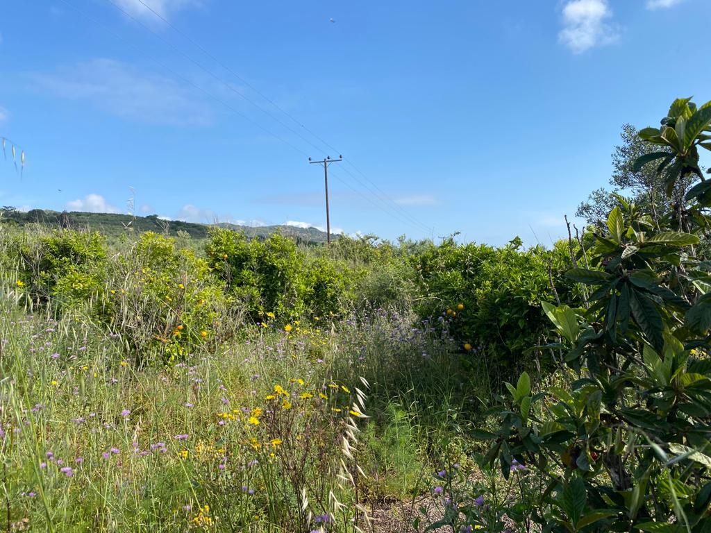 Land in Kolimvari, Chania Prefecture, Greece – 54604