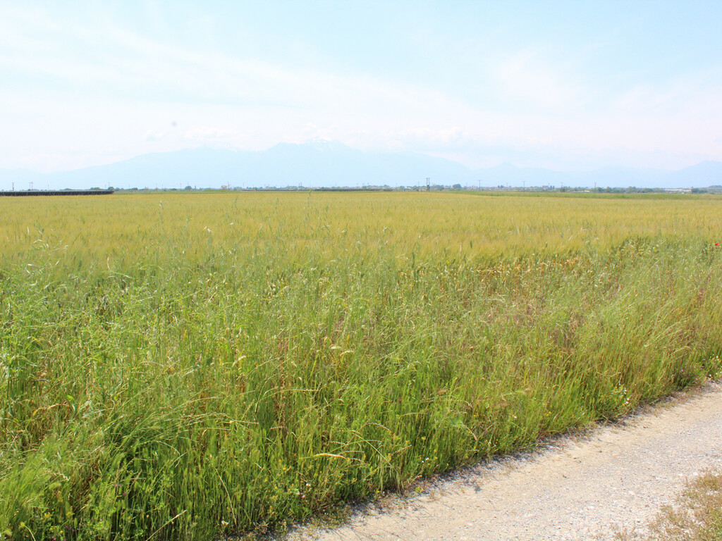 Land in Katerini, Pieria Prefecture, Greece – 54512