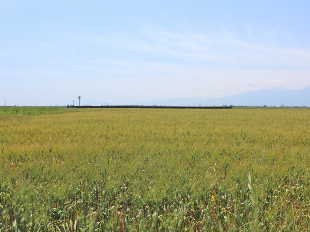 Land in Katerini, Pieria Prefecture, Greece – 54512