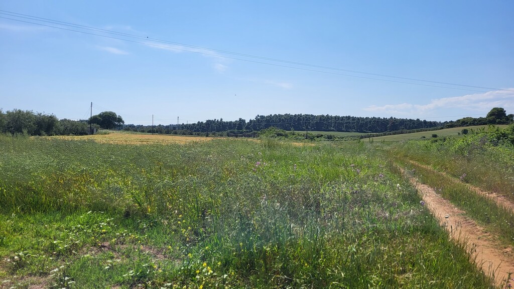 Land in Kassandra, Chalkidiki, Greece – 54451
