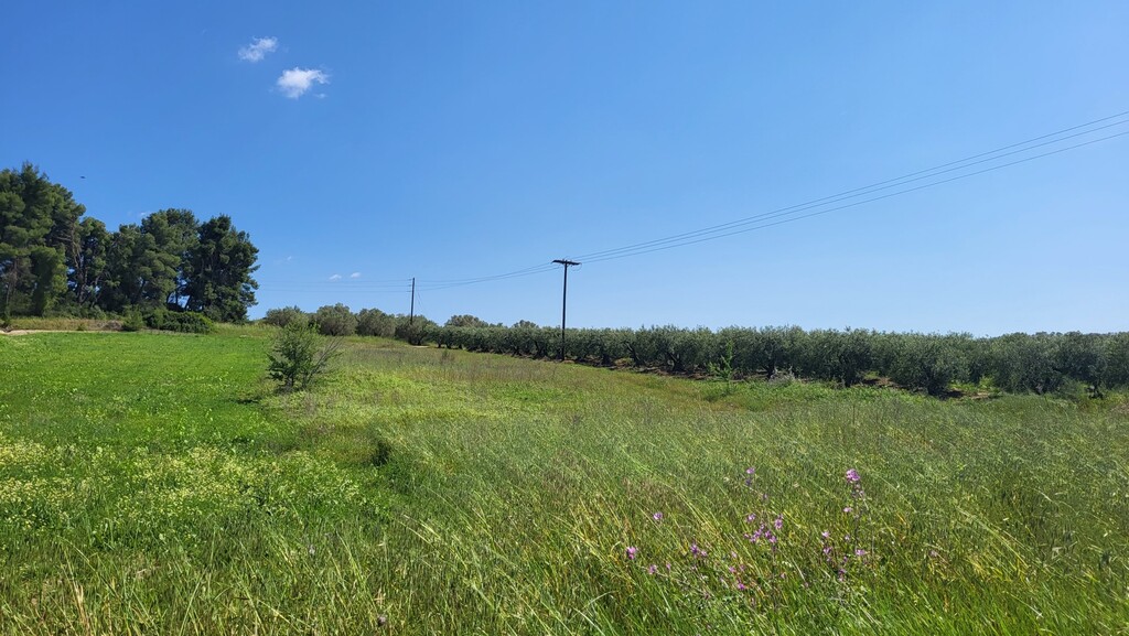Land in Kassandra, Chalkidiki, Greece – 54451