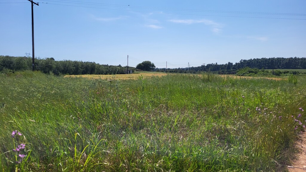 Land in Kassandra, Chalkidiki, Greece – 54451