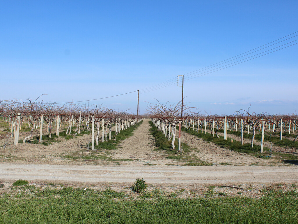 Land in Kolindros, Pieria Prefecture, Greece – 52785