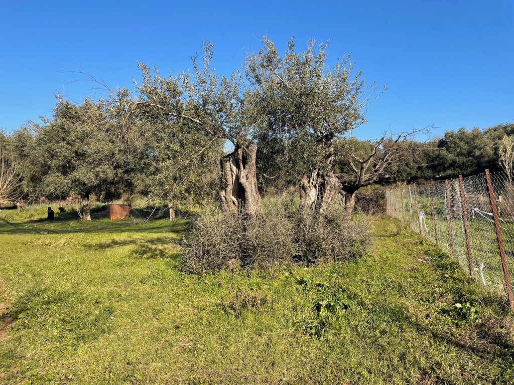 Land in Corfu, Corfu Prefecture, Greece – 52631