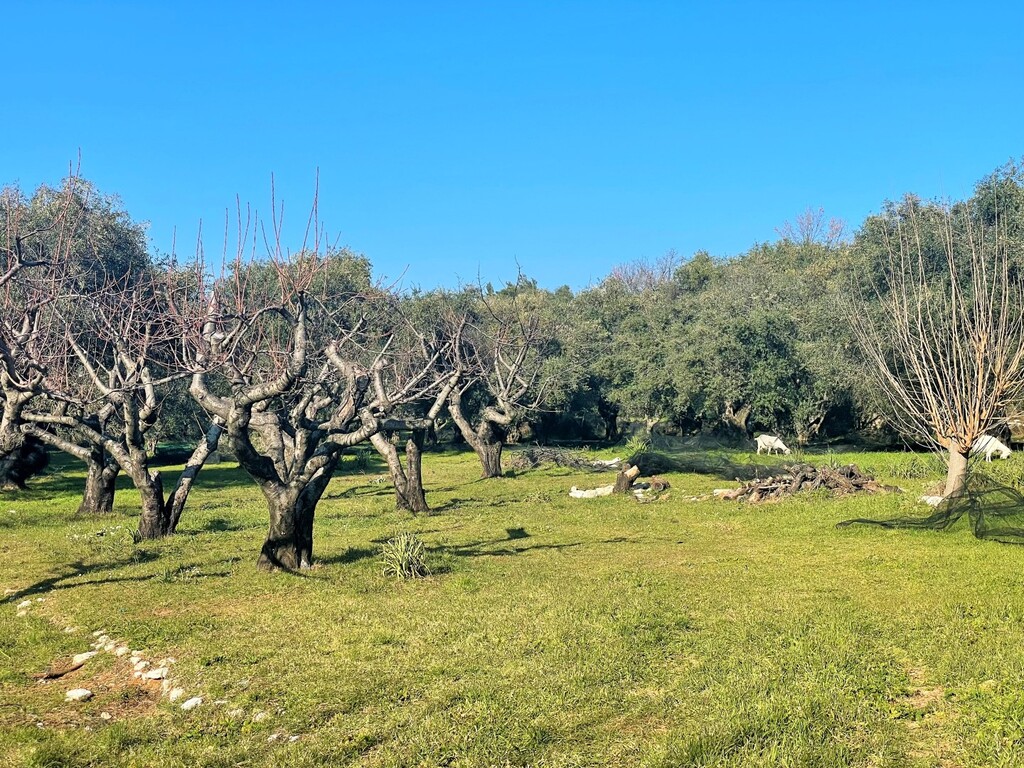 Land in Corfu, Corfu Prefecture, Greece – 52631