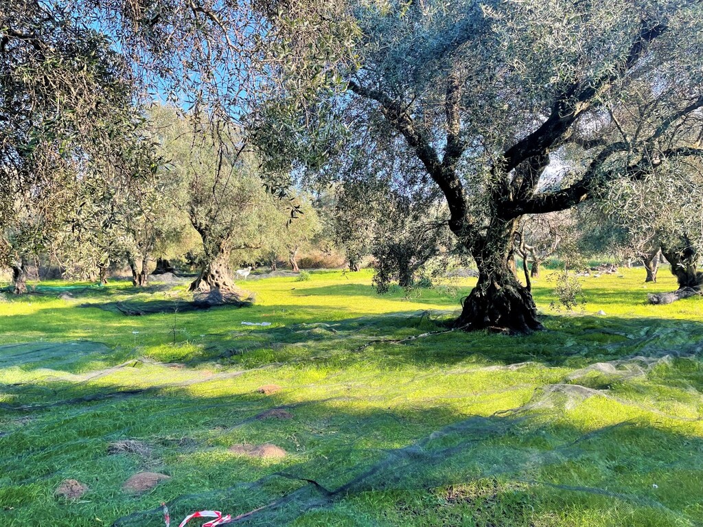 Land in Corfu, Corfu Prefecture, Greece – 52631
