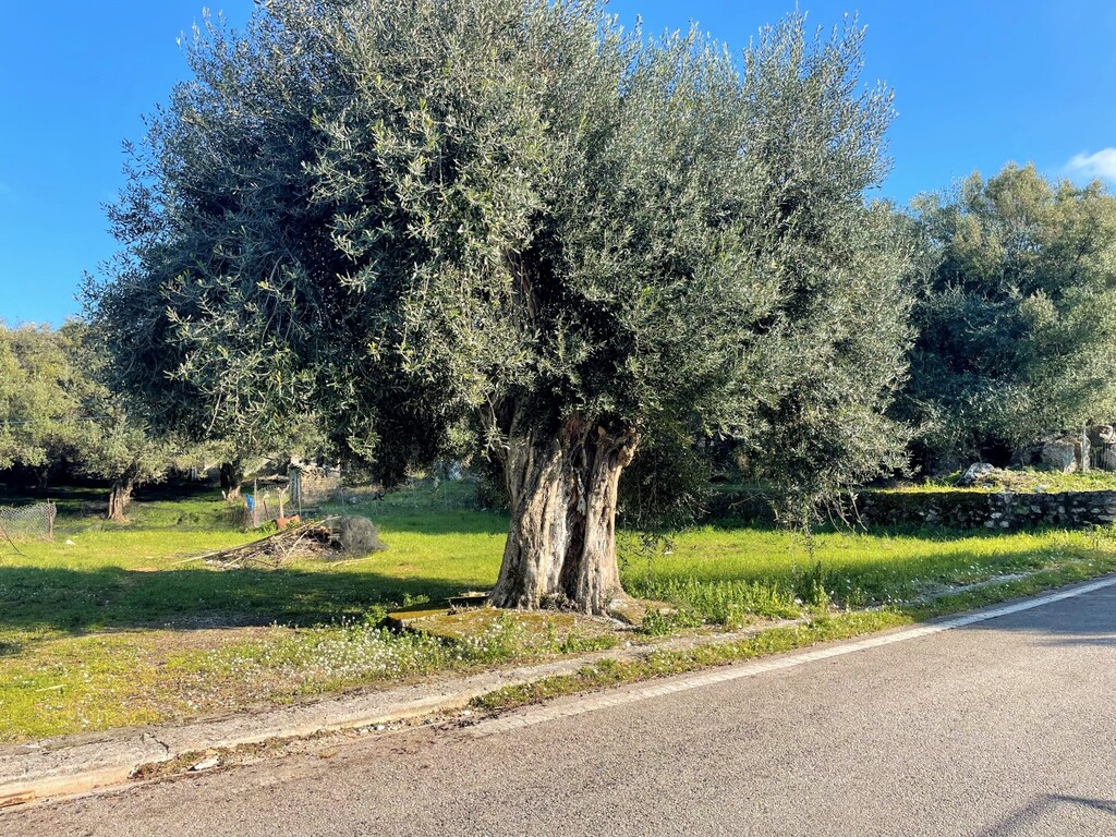 Land in Corfu, Corfu Prefecture, Greece – 52629