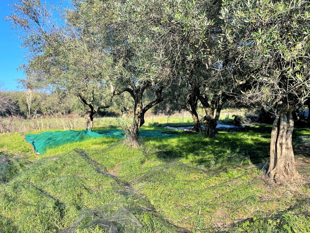 Land in Corfu, Corfu Prefecture, Greece – 52629